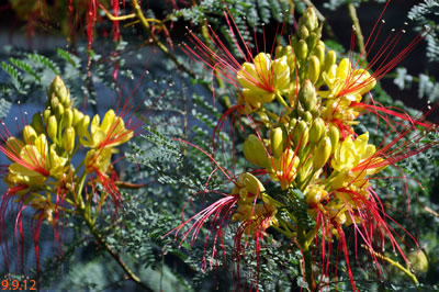 caesalpinia gilliesii